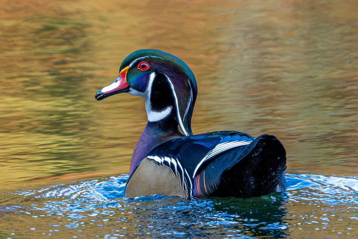 Wood Duck on Golden Water