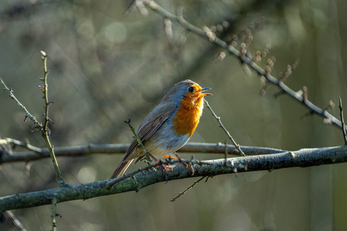 Robin in Full Song