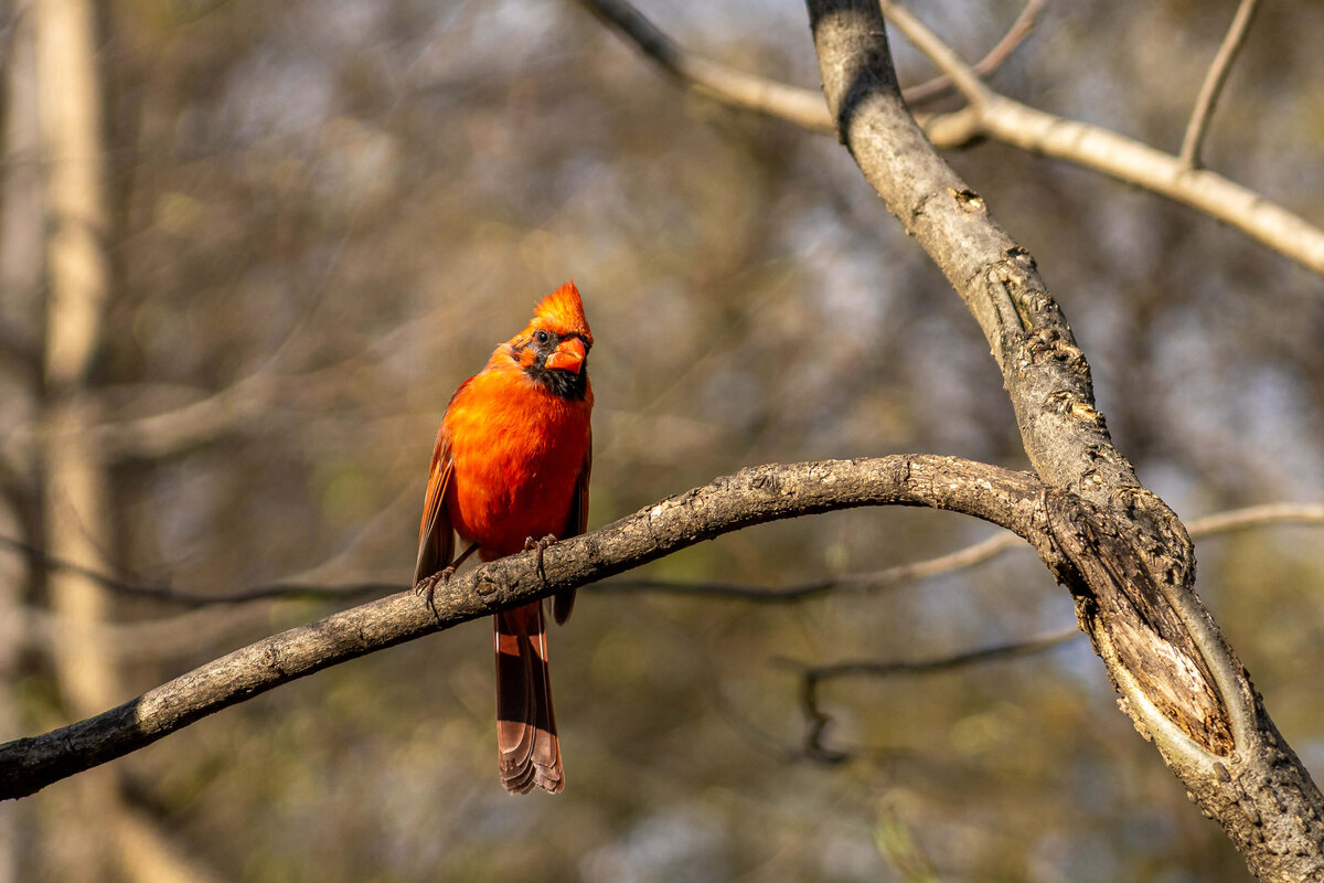 Red Cardinal Perched on a Branch