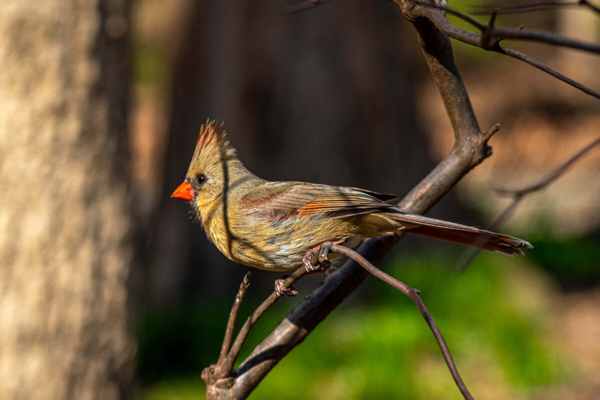 Female Cardinal on a Branch