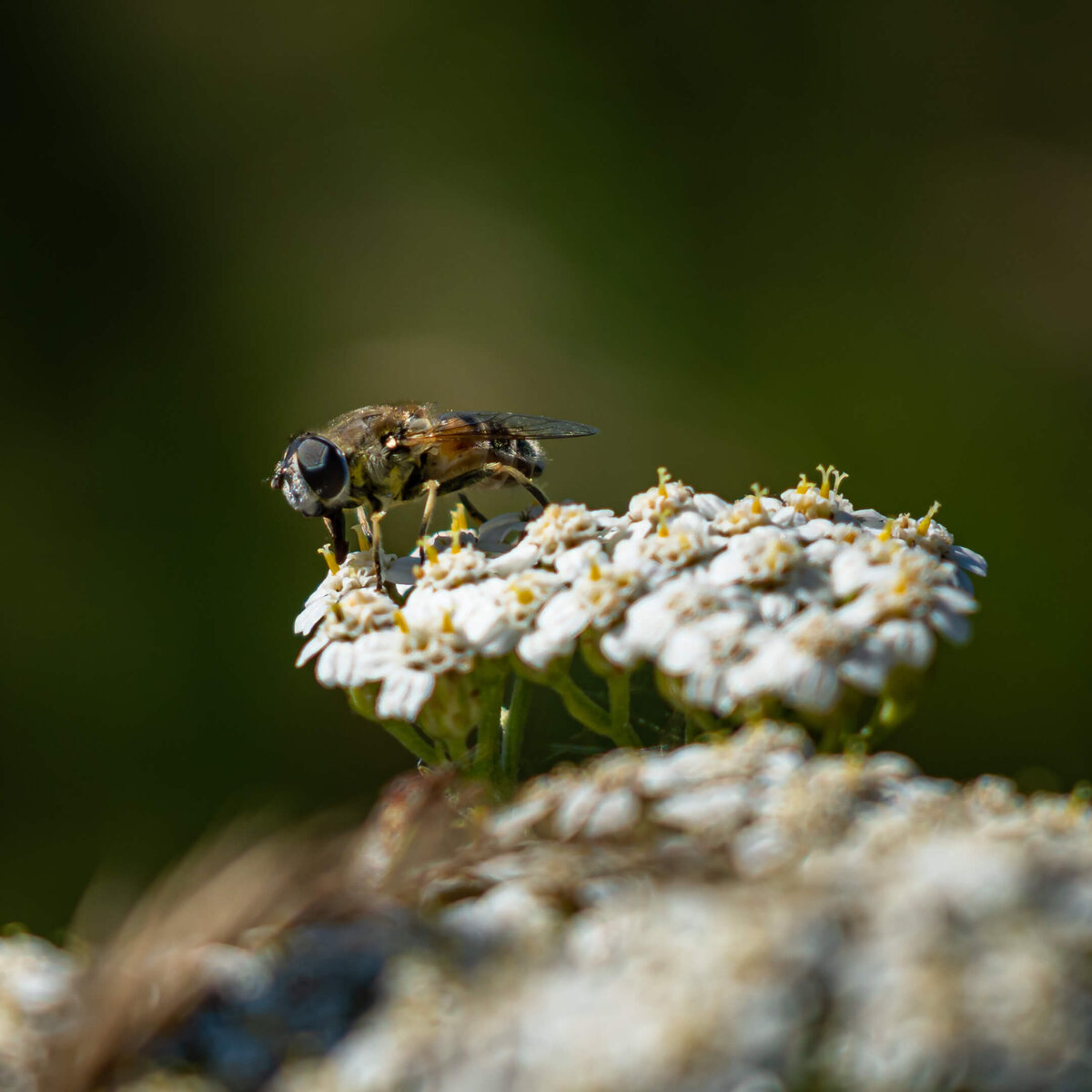 Hoverfly on White Flowers