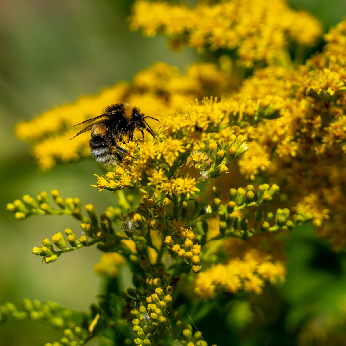 Bumblebee on Golden Flowers