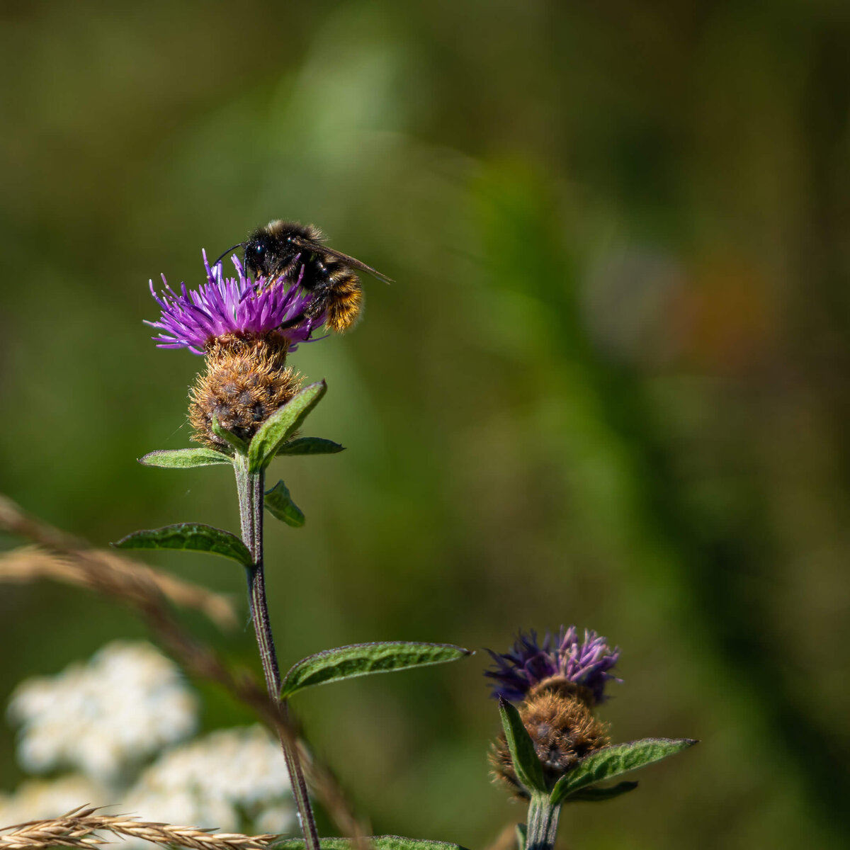 Bumblebee on flowering thistle
