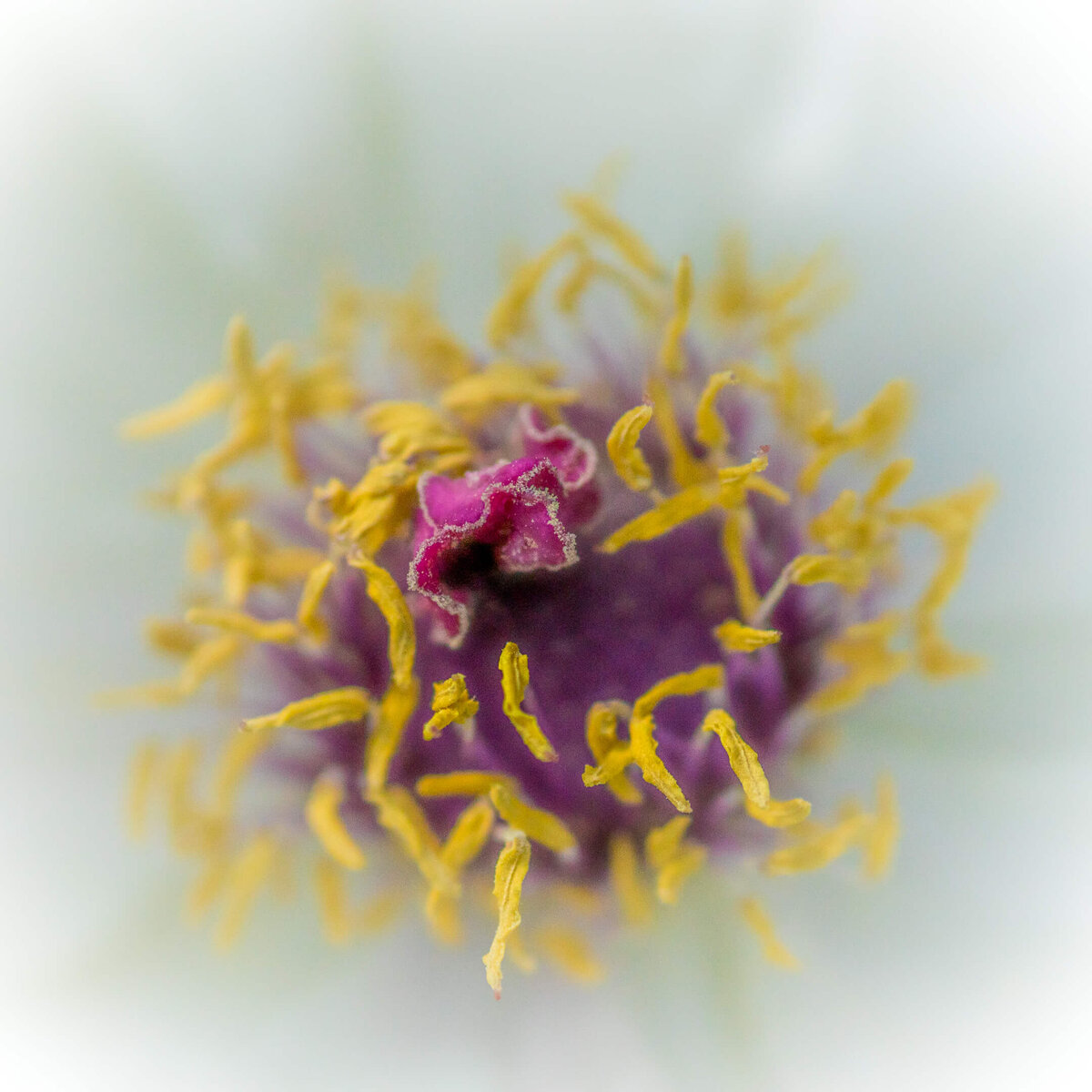 Heart of Osti Peony