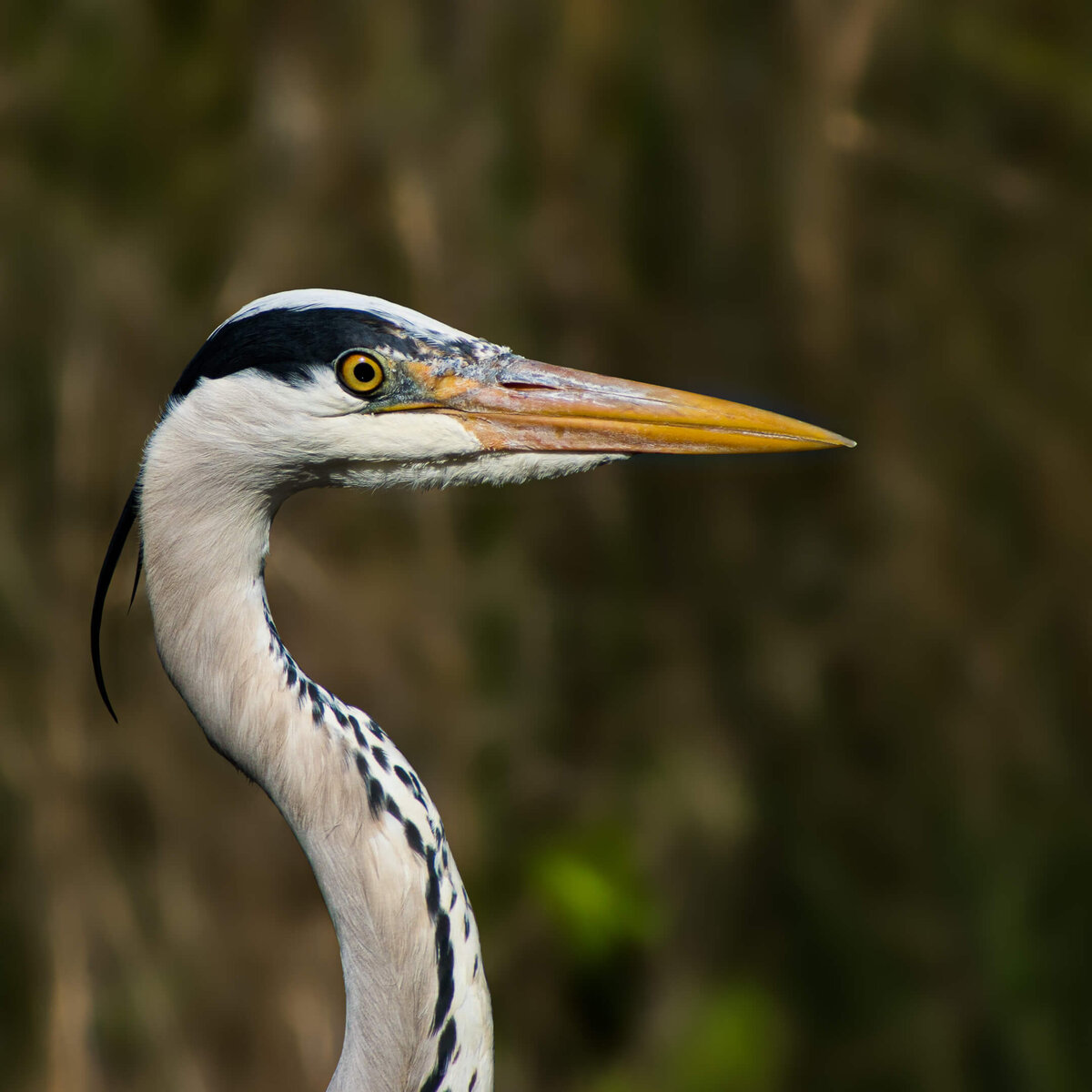 Grey Heron Profile